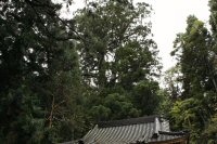 樹齢数百年の太郎坊の杉
